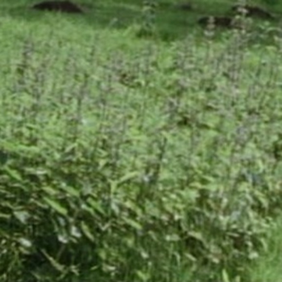 Meet your Posher, Catherine - Picture 1 of 1